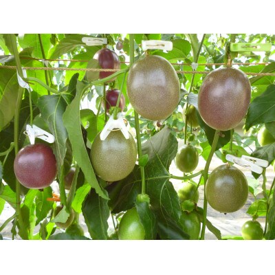 カイトフルーツのパッションフルーツ箱入り2kg(1kg箱×2)