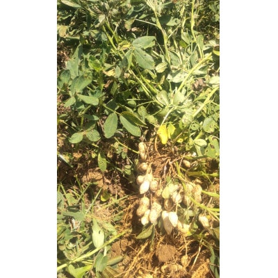 まもるファームの伊仙町産落花生(殻付き生)3kg