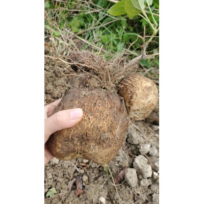 徳之島産ヤマイモ　パリ玉　2kg　有機JAS認証済み