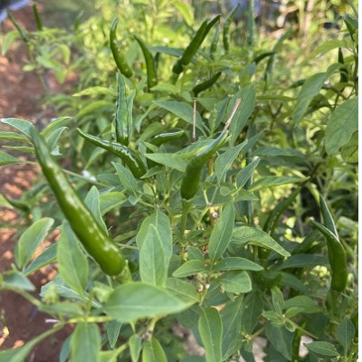 有機JAS認定　青唐辛子　500g