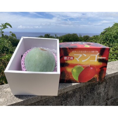 盛農園のキーツマンゴー化粧箱入約1kg