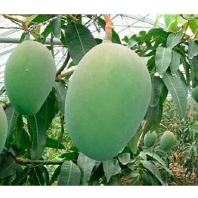 盛農園のキーツマンゴー化粧箱入約1kg