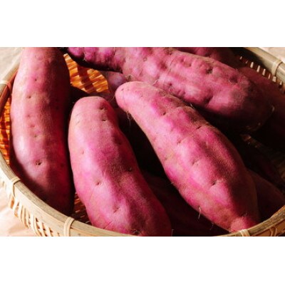 南国の恵みさつまいもパウダー　500g×2パック