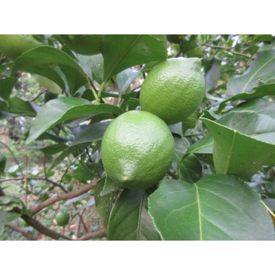 刈込園芸の香酸柑橘鴨川産レモン～リスボン～　3kg 【SF0010-0277】