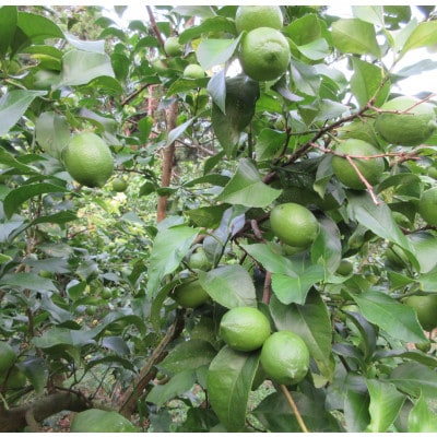 刈込園芸の香酸柑橘鴨川産レモン～リスボン～　3kg 【SF0010-0277】