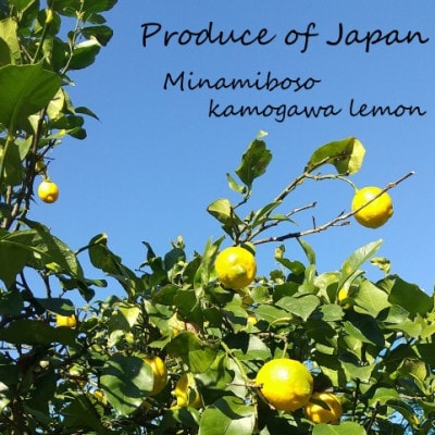 LimOce『洗顔フォーム』200ml×3本 [SF0026-0003]