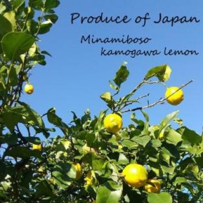LimOce『洗顔フォーム』200ml×3本 [SF0026-0003]
