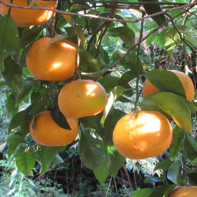 【甘夏房】カモガワ甘夏 9kg以上　【SF0011-0072】