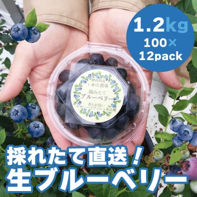 【令和7年5月 順次発送】完熟ブルーベリー生果実・1.2kg　静岡県磐田市産