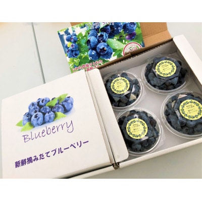 【令和7年5月 順次発送】完熟ブルーベリー生果実・1.2kg　静岡県磐田市産