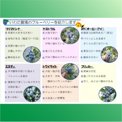 【令和7年5月 順次発送】完熟ブルーベリー生果実　食べ比べセット