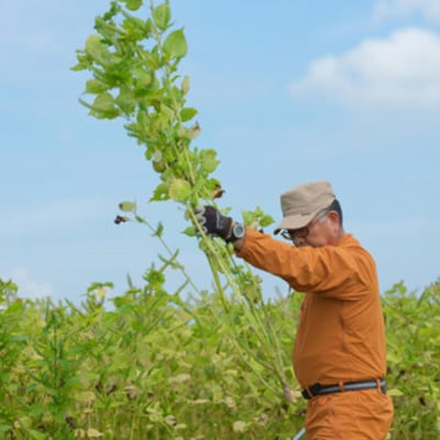 静岡県磐田市産　生搾りえごま油 4本