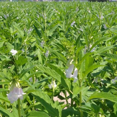 【さとふる限定】国産100%いりごま白 50g×4袋