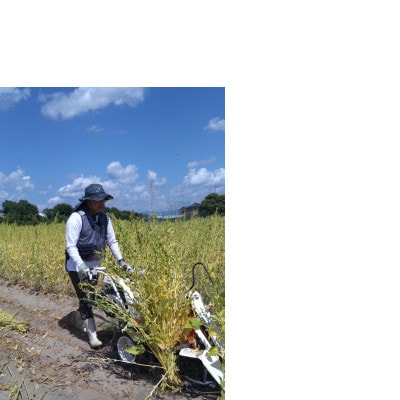 【さとふる限定】純国産胡麻油 静岡県磐田市産　1本