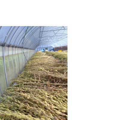 【さとふる限定】純国産胡麻油 静岡県磐田市産　1本