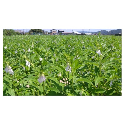 【さとふる限定】純国産胡麻油 静岡県磐田市産 2本