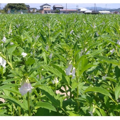 【さとふる限定】純国産胡麻油 静岡県磐田市産 3本