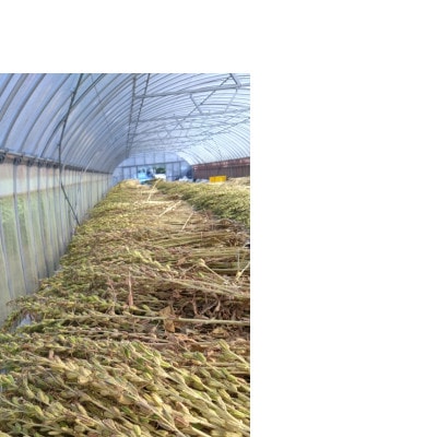 【さとふる限定】純国産胡麻油 静岡県磐田市産 3本