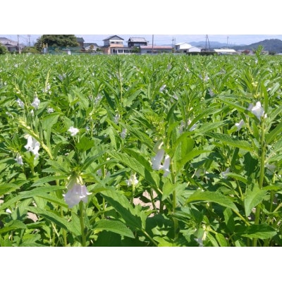 【さとふる限定】純国産胡麻油 静岡県磐田市産 4本