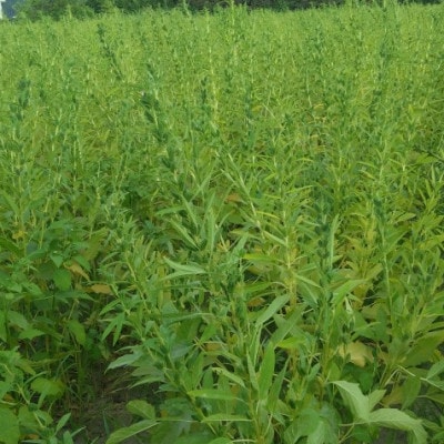 【さとふる限定】純国産胡麻油 静岡県磐田市産 4本