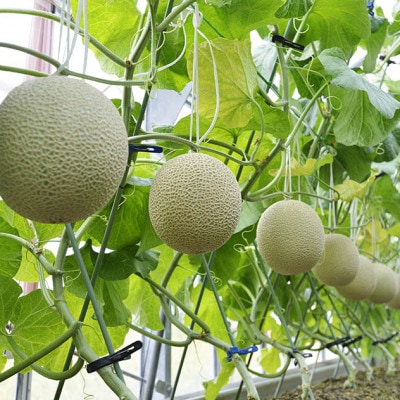 高級静岡温室マスクメロン1個入(化粧箱入)