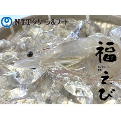 希少【静岡県磐田市産】完全国産　冷凍「福えび」160g×2パック　活〆　陸上養殖