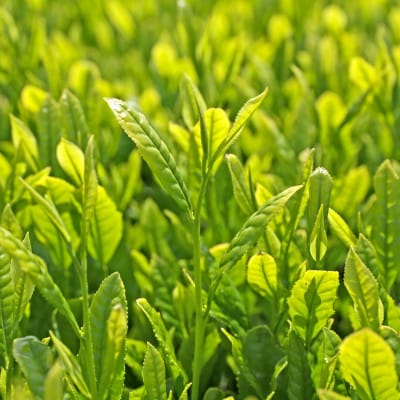 静岡県磐田市産の一番茶葉100%使用!どうまい缶飲料「いわた茶缶」(300gボトル缶×24)