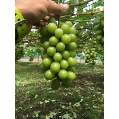 【先行受付】【150口限定】シャインマスカット　2房(2026年9月上旬～中旬発送予定)