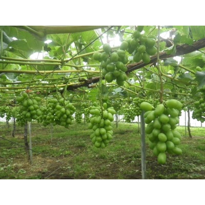 【先行受付】【150口限定】シャインマスカット　2房(2026年9月上旬～中旬発送予定)