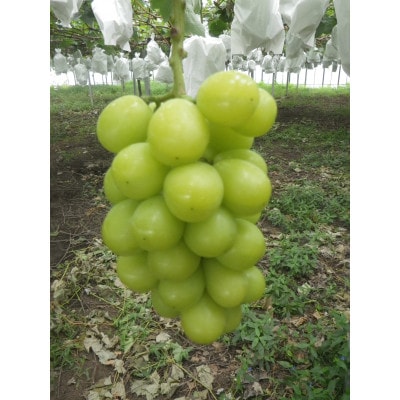 【先行受付】【150口限定】シャインマスカット　2房(2026年9月中旬～下旬発送予定)