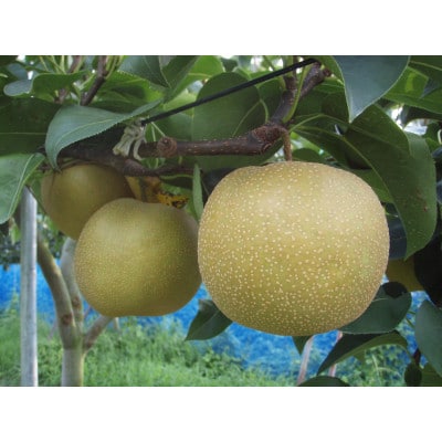 【先行受付】【100口限定】梨『幸水』(2026年8月上～中旬発送予定)