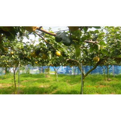 【先行受付】【100口限定】梨『幸水』(2026年8月上～中旬発送予定)