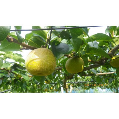 【限定30口】梨『幸水』5kg　2026年8月上旬より発送予定