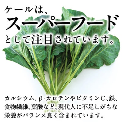 【訳あり】ソフトケール 1kg【TV紹介で大好評】おいしさで、ケールに革命を。