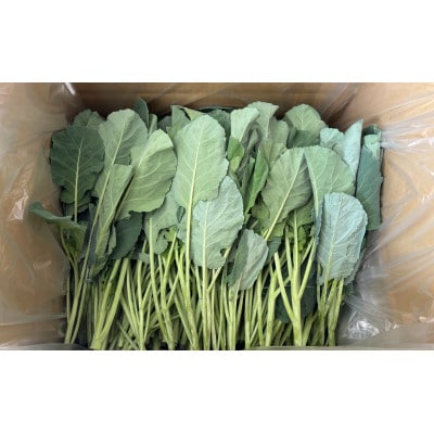 【訳あり】ソフトケール 1kg【TV紹介で大好評】おいしさで、ケールに革命を。