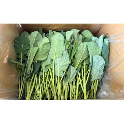 【訳あり】ソフトケール 3kg【TV紹介で大好評】おいしさで、ケールに革命を。