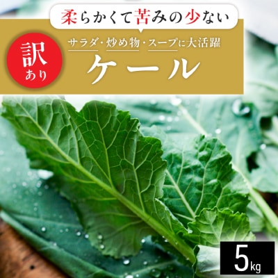 【訳あり】ソフトケール 5kg【TV紹介で大好評】おいしさで、ケールに革命を。