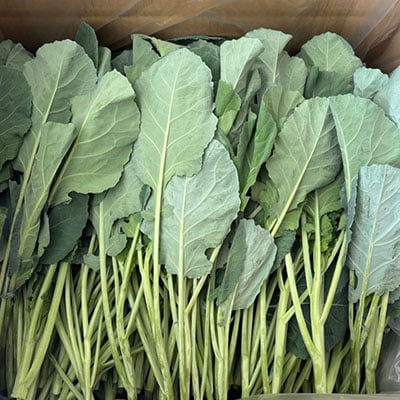 【訳あり】ソフトケール 8kg【TV紹介で大好評】おいしさで、ケールに革命を。