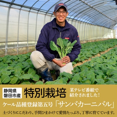 【毎月定期便】TV紹介で大好評 ソフトケール 100g×5袋 健康 腸活応援 スムージー 全12回