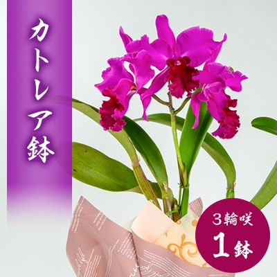 洋ラン　カトレア　3輪咲　鉢物