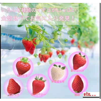 最大10品種以上食べ比べ!　いちご空中農園いわた　いちご狩り入園券　45分間食べ放題