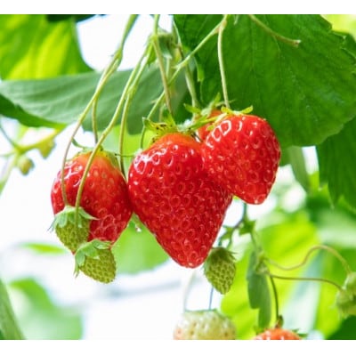 【いちご空中農園いわた】【きらぴ香】【期間限定】大粒 8～15玉×2パック ギフトBOX入り