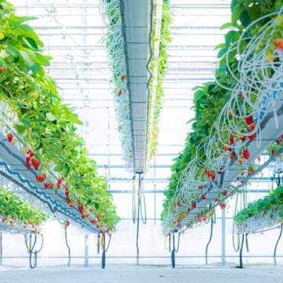 【いちご空中農園いわた】【きらぴ香】【期間限定】大粒 8～15玉×2パック ギフトBOX入り