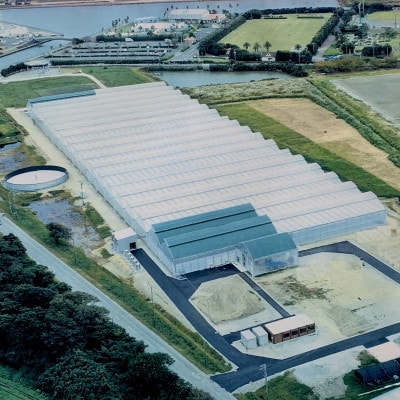 静岡県産冷凍いちごきらぴ香1kgと抹茶みるくソース100g