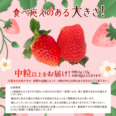 先行受付/2025年12月上旬発送開始!抜群の美味しさ!静岡限定:きらぴ香いちご 280g×4パック