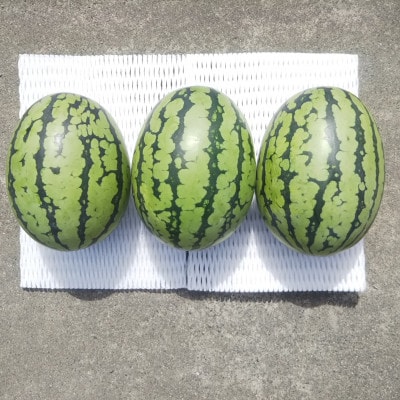 【先行受付/2026年8月上旬より発送】3玉!夏を思いっきり楽しむ!シャリ感抜群!スイカ【ぷちっと】