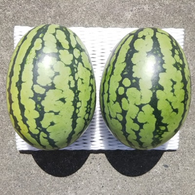 【先行受付/2026年8月上旬より発送】2玉!夏を思いっきり楽しむ!シャリ感抜群!スイカ【ぷちっと】