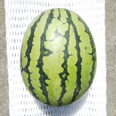 【先行受付/2026年8月上旬より発送】1玉!夏を思いっきり楽しむ!シャリ感抜群!スイカ【ぷちっと】