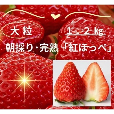 【年内発送】完熟・採れたてイチゴ「紅ほっぺ」大粒1.2kg(300g×4P)