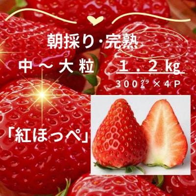 【年内～1月初旬発送】完熟・採れたてイチゴ「紅ほっぺ」中～大粒1.2kg(300g×4P)
